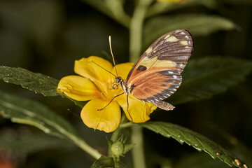 mariposa tigre de cola larga (heliconius hecale)