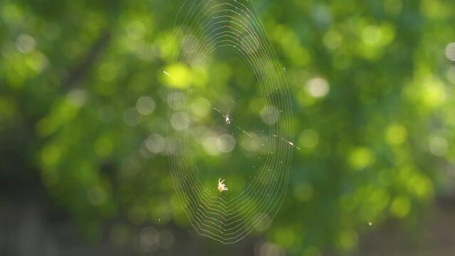 Spider Spinning Web in the morning sun,Spider Spinning Web in the morning sun, a small spider spins in the day on a blurred green bokeh background