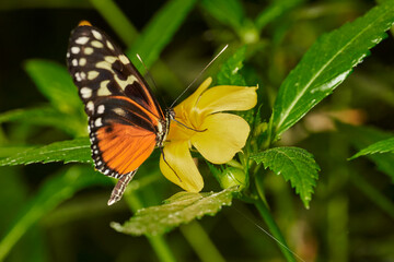 mariposa tigre de cola larga (heliconius hecale)