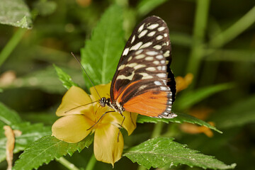 mariposa tigre de cola larga (heliconius hecale)