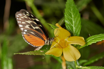 mariposa tigre de cola larga (heliconius hecale)