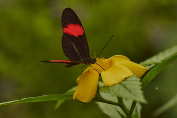 mariposa cartero en una flor (heliconius melpomene)