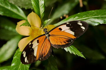 mariposa tigre de cola larga (heliconius hecale)