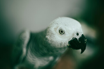  African Grey Parrot living in the wild). Not only is African Grey Parrot considered one of the most beautiful birds.face and eye rims surrounded by a narrow layer of white skin, 