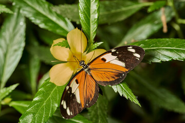 mariposa tigre de cola larga (heliconius hecale)