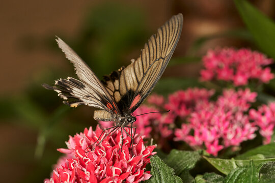 mariposa alas de p&aacute;jaro (parides erithalion) 