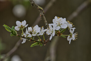 Reneclaudenbl&uuml;ten
