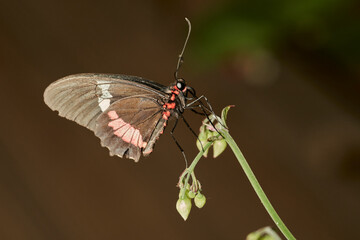 mariposa alas de p&aacute;jaro (parides erithalion) 