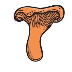 Chantarelle mushroom vector hand drawn illustration.