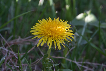 L&ouml;wenzahnbl&uuml;te