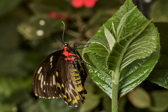 mariposa alas de p&aacute;jaro (parides erithalion) 