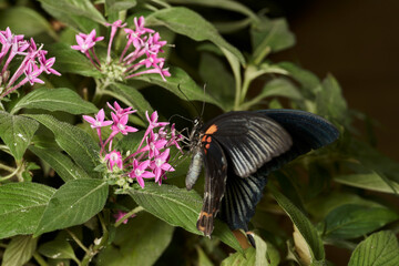mariposa negra sobre hojas verdes 