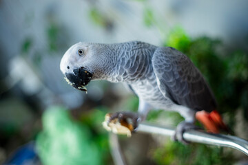  African Grey Parrot living in the wild). Not only is African Grey Parrot considered one of the...