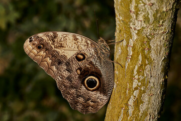 mariposa búho (caligo memnon) ninfalidos  