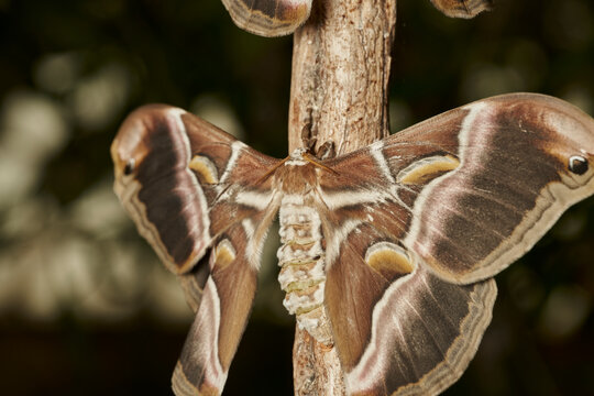 mariposa de seda del ailanto (samia cynthia)