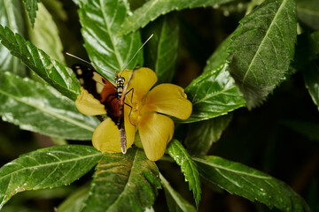 mariposa tigre de cola larga (heliconius hecale)