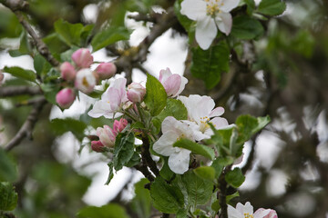 Apfelblüte