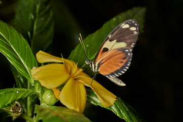 mariposa tigre de cola larga (heliconius hecale)