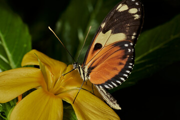 mariposa tigre de cola larga (heliconius hecale)