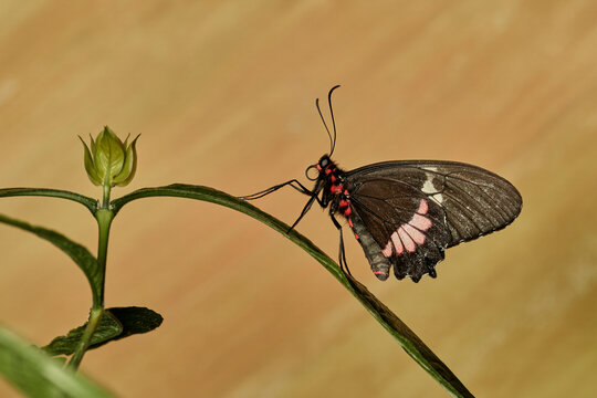 mariposa alas de p&aacute;jaro (parides erithalion)	
