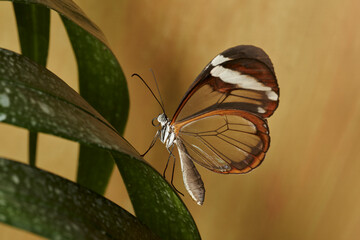 mariposa alas de cristal (greta oto)