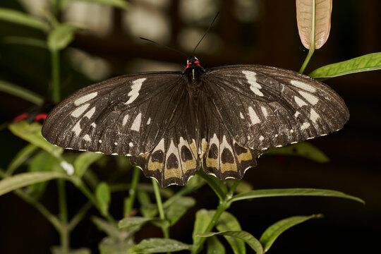 mariposa alas de p&aacute;jaro (parides erithalion)	