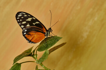 mariposa tigre de cola larga (heliconius hecale)