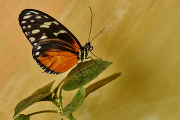 mariposa tigre de cola larga (heliconius hecale)