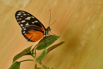 mariposa tigre de cola larga (heliconius hecale)