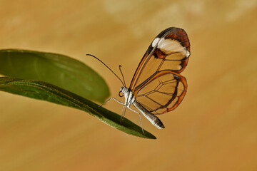 mariposa alas de cristal (greta oto) sobre una hoja verde 