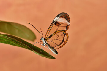 mariposa alas de cristal (greta oto)
