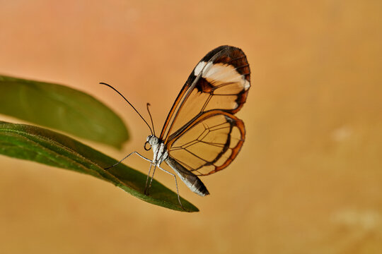 mariposa alas de cristal (greta oto)
