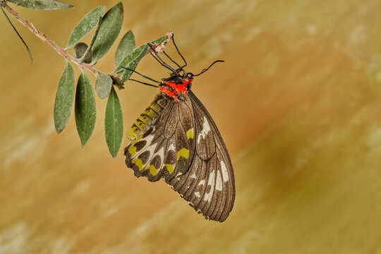 mariposa alas de p&aacute;jaro (parides erithalion) 