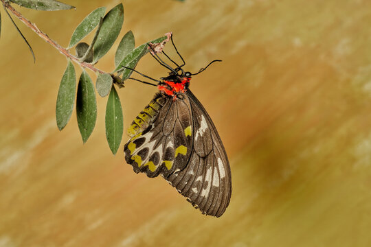 mariposa alas de p&aacute;jaro (parides erithalion) 