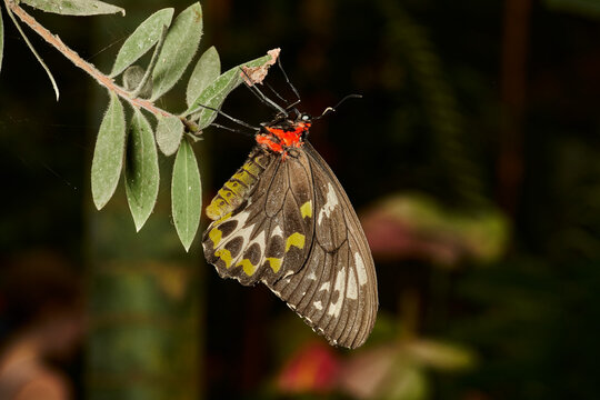 mariposa alas de p&aacute;jaro (parides erithalion) 