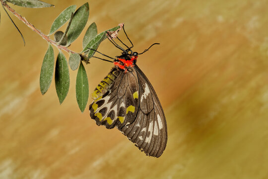 mariposa alas de p&aacute;jaro (parides erithalion) 