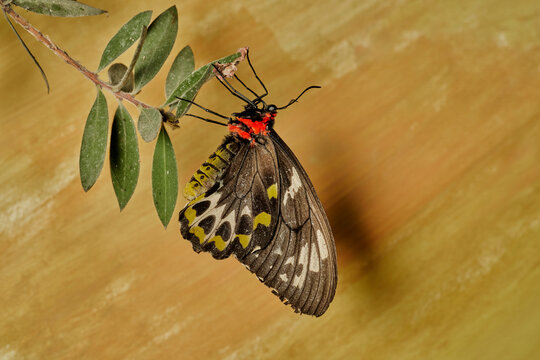 mariposa alas de p&aacute;jaro (parides erithalion) 