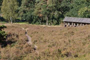 L&uuml;neburger Heide
