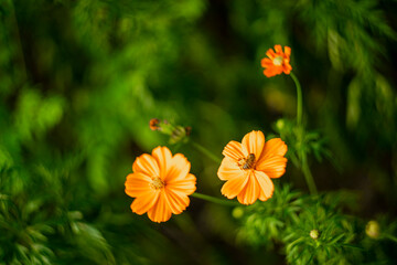 ulfur cosmo have wheel-toothed leaves and yellow petals. The garden has many types of Sulfur cosmos.The beautiful of Sulfur Cosmos or Yellow Cosmos and green leaf 