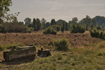 L&uuml;neburger Heide