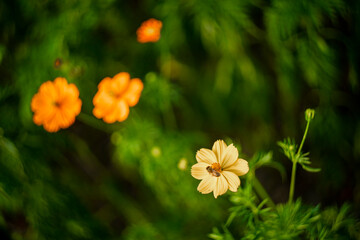 ulfur cosmo have wheel-toothed leaves and yellow petals. The garden has many types of Sulfur cosmos.The beautiful of Sulfur Cosmos or Yellow Cosmos and green leaf 