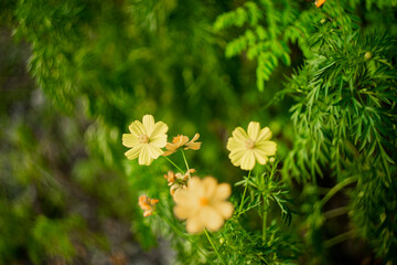 plant in the sunflower family Asteraceae, also known as sulfur cosmos and yellow cosmos.Sulfur...