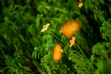 plant in the sunflower family Asteraceae, also known as sulfur cosmos and yellow cosmos.Sulfur...