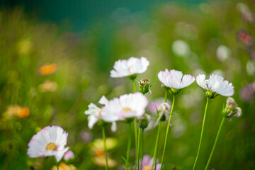 Sulfur cosmos on blurred green leaf background under sunlight with copy space using as background natural flora insect, ecology cover page concept .A cheerful display of sunny Sulfur cosmos,