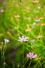 Sulfur cosmos on blurred green leaf background under sunlight with copy space using as background natural flora insect, ecology cover page concept .A cheerful display of sunny Sulfur cosmos,
