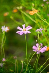 Sulfur cosmos on blurred green leaf background under sunlight with copy space using as background natural flora insect, ecology cover page concept .A cheerful display of sunny Sulfur cosmos,