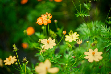 Cosmos and green leaf is background, Cosmos sulphureus is also known as sulfur cosmos and yellow...
