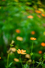 Cosmos and green leaf is background, Cosmos sulphureus is also known as sulfur cosmos and yellow cosmos. Beautiful flower with orange color,close up of summer sulfur