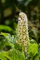 Amerikanische Kermesbeere, Phytolacca americana