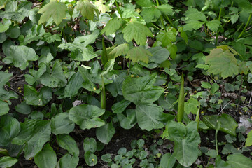 Aronstab, Gefleckter, Arum maculatum